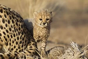 Cheetah - 40 days old male cub next to its resting mother