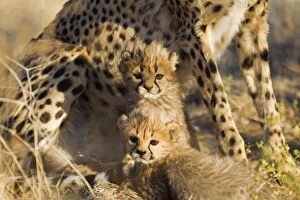 Cheetah - two 40 days old male cubs next to their mother