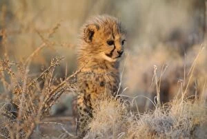 Images Dated 26th August 2009: Cheetah - 41 days old male cub in the last light