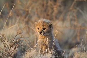 Images Dated 26th August 2009: Cheetah - 41 days old male cub in the last light