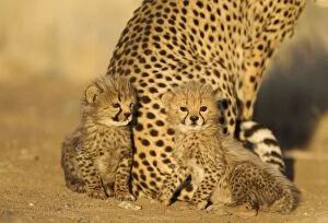 Images Dated 26th August 2009: Cheetah - two 41 days old male cubs next to their