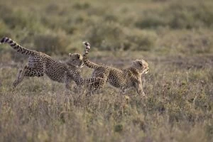 Images Dated 16th February 2005: Cheetah - 4.6 month old cubs playing