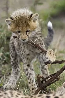 Cheetah - 6-8 week old cub chewing on acacia branch