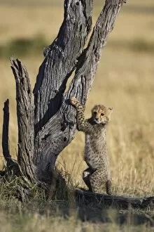 Cheetah - 6-8 week old cub climbing dead tree