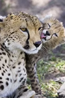 Images Dated 3rd October 2006: Cheetah - 6-8 week old cub grooming mother