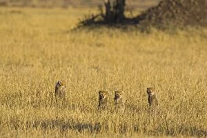Cheetah - 6-8 week old cubs in grass