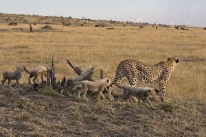 Images Dated 5th October 2006: Cheetah - 6-8 week old cubs with mother - Maasai Mara Reserve - Kenya