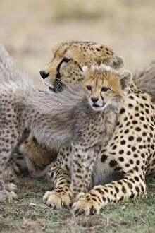 Images Dated 4th October 2006: Cheetah - 6-8 week old cubs with mother - Maasai Mara Reserve - Kenya