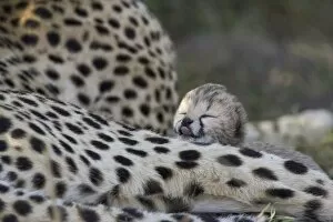 Images Dated 28th January 2006: Cheetah - 6 day old cub (s) resting on mother - Maasai Mara Reserve - Kenya