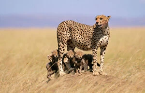Families Collection: Cheetah - with 6 week old cubs, endangered species