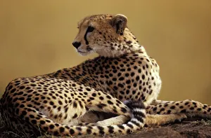 Cheetah