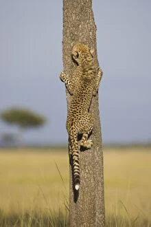 Images Dated 31st March 2007: Cheetah - 7-9 month old cub climbing tree - Masai Mara Conservancy - Kenya