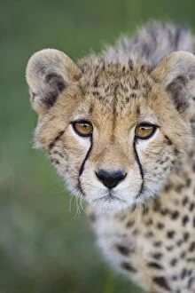 Images Dated 31st March 2007: Cheetah - 7-9 month old cub - Masai Mara Conservancy - Kenya