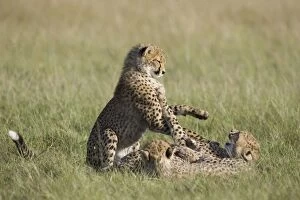 Images Dated 31st March 2007: Cheetah - 7-9 month old cubs playing