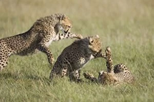 Images Dated 31st March 2007: Cheetah - 7-9 month old cubs playing