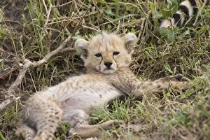 Cheetah - 8 week old cub