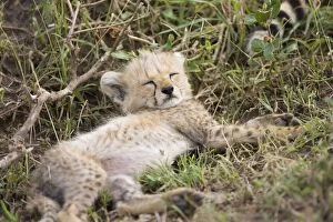 Images Dated 1st March 2005: Cheetah - 8 week old cub - Maasai Mara Reserve - Kenya