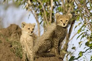Cheetah - 8 week old cub on termite mound
