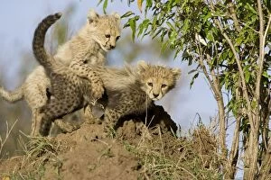 Cheetah - 8 week old cub(s) playing