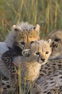 Images Dated 5th March 2005: Cheetah - 8 week old cub(s) playing - Masai Mara Reserve - Kenya *Digitally removed grass in