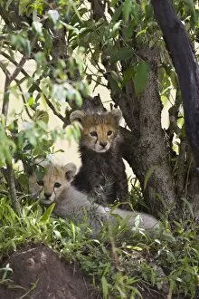 Cheetah - 8 week old cub(s) resting in shade of acacia bush during midday heat