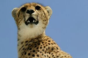 Images Dated 6th September 2003: Cheetah