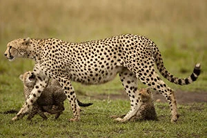 Cheetah, Acinonyx jubatus, with cub in