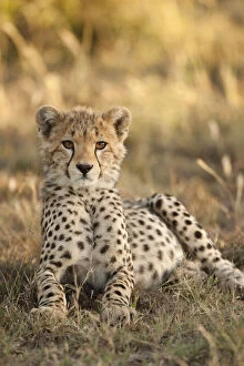 Images Dated 9th February 2010: Cheetah, Acinonyx jubatus, cub laying downin