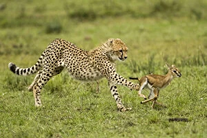 Images Dated 9th February 2010: Cheetah, Acinonyx jubatus, cubs hunting