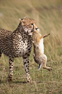 Cheetah (Acinonyx jubatus) with jackrabbit