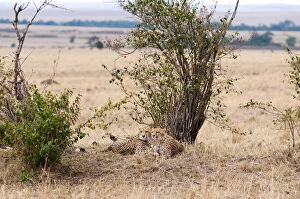 Cheetah (Acinonyx jubatus) in the Maasai