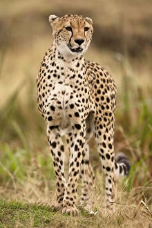 Images Dated 9th February 2010: Cheetah, Acinonyx jubatus, in the Masai