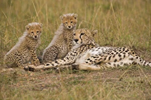 Cheetah (Acinonyx jubatus) mother relaxing