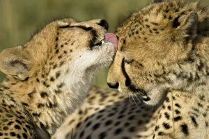 Images Dated 9th February 2010: Cheetah, Acinonyx jubatus, mutual grooming