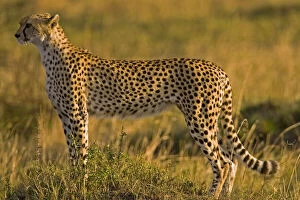 Cheetah (Acinonyx jubatus) on plain, Masai