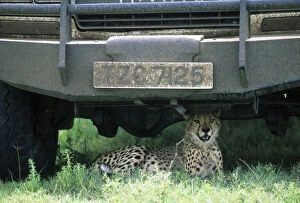 Cheetah (Acinonyx jubatus) resting under