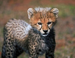 Cheetah (Acinonyx Jubatus) as seen in