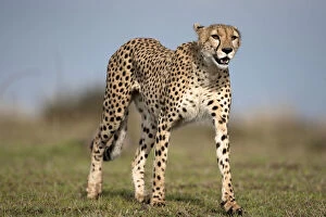 Images Dated 9th February 2010: Cheetah, Acinonyx jubatus, walking in