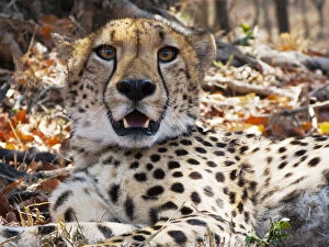 Cheetah Gallery: Cheetah (Acynonix jubatus), Captive, Hoedspruit