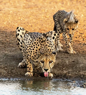 Holes Gallery: Cheetah adult with cub drinking from water hole