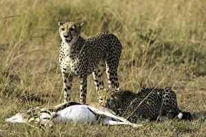 Cheetah adult female with cub feeding on Thomsons Gazelle