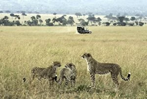 Images Dated 8th June 2013: Cheetah adult female with cubs on lookout with safari