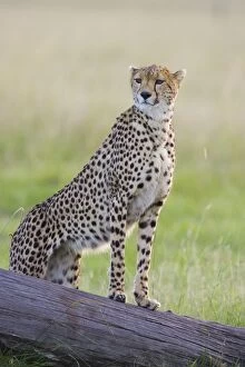 Images Dated 26th April 2007: Cheetah - adult female - Masai Mara Conservancy - Kenya