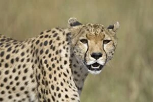 Big Cats Collection: Cheetah - adult female - Masai Mara Reserve - Kenya