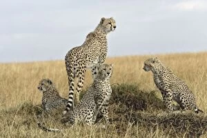 Cheetah - adult on look out and 3 young