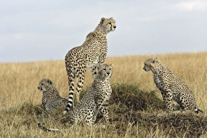Cheetah - adult on look out and 3 young Cheetah - adult on look out and 3 young
