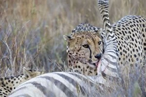 Cheetah - Adult male cheetah at Burchells / Plains