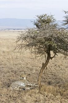 Images Dated 26th July 2008: Cheetah - Adult male Lewa Conservancy, Kenya