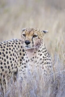 Images Dated 24th July 2008: Cheetah - Adult male Lewa Conservancy, Kenya