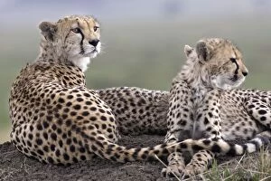 Images Dated 23rd August 2004: Cheetah - adult and young